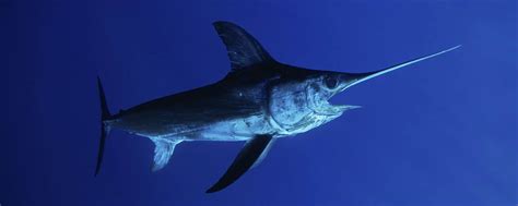 broadbill fish|Swordfish ~ MarineBio Conservation Society.